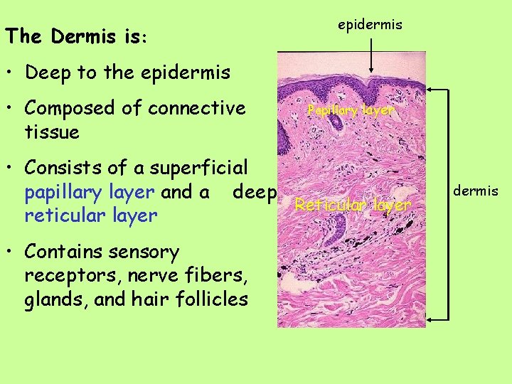 The Dermis is: epidermis • Deep to the epidermis • Composed of connective tissue