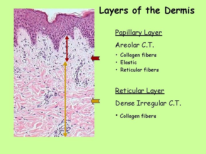 Layers of the Dermis Papillary Layer Areolar C. T. • Collagen fibers • Elastic