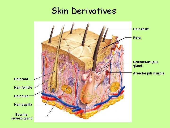 Skin Derivatives Hair shaft Pore Sebaceous (oil) gland Arrector pili muscle Hair root Hair
