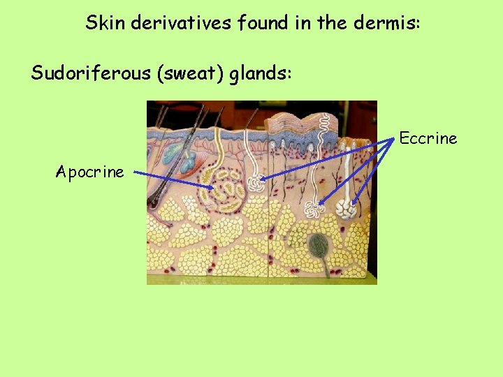 Skin derivatives found in the dermis: Sudoriferous (sweat) glands: Eccrine Apocrine 