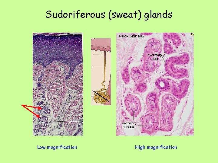 Sudoriferous (sweat) glands Low magnification High magnification 