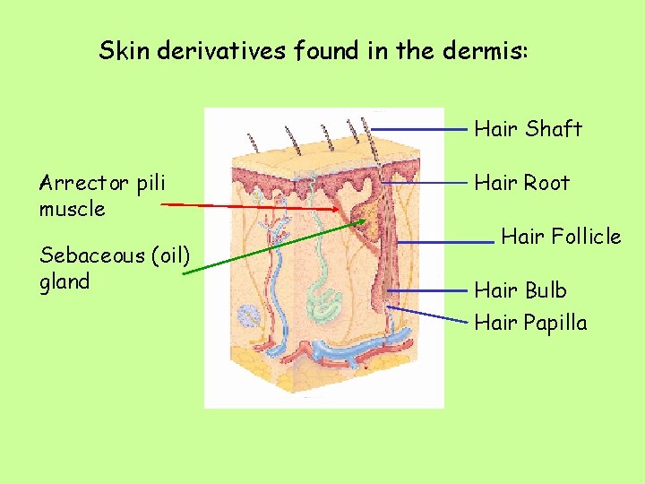 Skin derivatives found in the dermis: Hair Shaft Arrector pili muscle Sebaceous (oil) gland