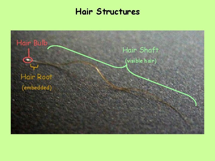 Hair Structures Hair Bulb Hair Shaft (visible hair) Hair Root (embedded) 