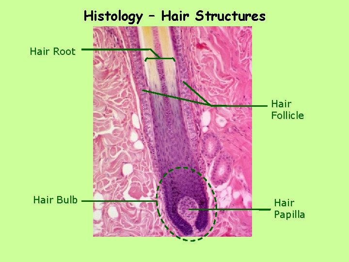 Histology – Hair Structures Hair Root Hair Follicle Hair Bulb Hair Papilla 