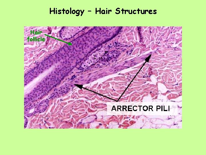 Histology – Hair Structures Hair follicle 