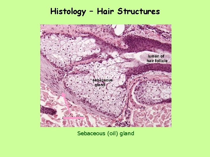 Histology – Hair Structures Sebaceous (oil) gland 