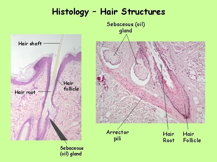 Histology – Hair Structures Sebaceous (oil) gland Hair shaft Hair root Hair follicle Arrector