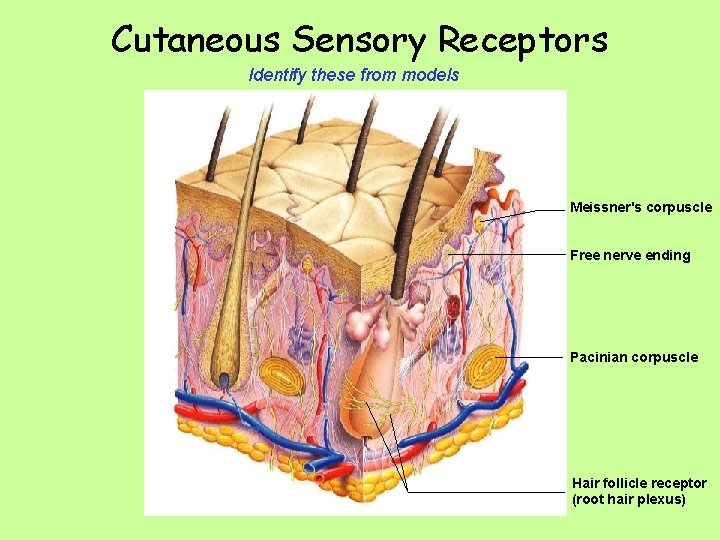 Cutaneous Sensory Receptors Identify these from models Meissner's corpuscle Free nerve ending Pacinian corpuscle