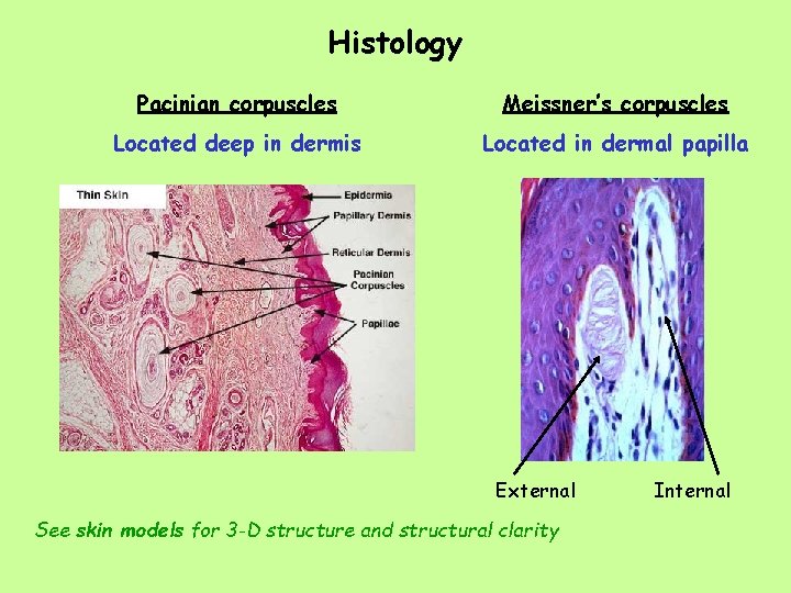 Histology Pacinian corpuscles Meissner’s corpuscles Located deep in dermis Located in dermal papilla External