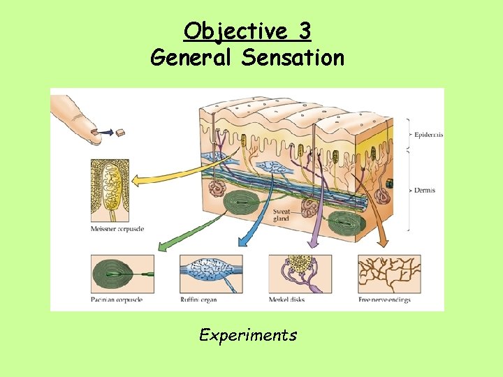 Objective 3 General Sensation Experiments 