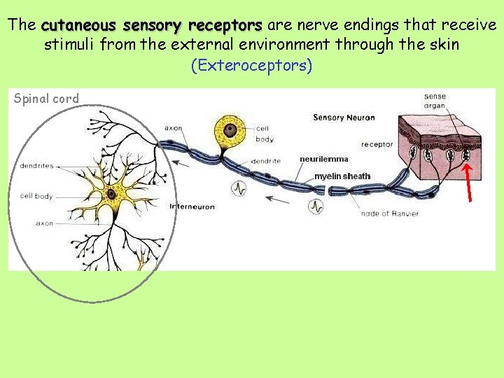 The cutaneous sensory receptors are nerve endings that receive stimuli from the external environment