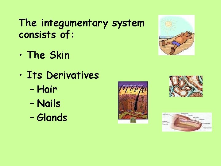 The integumentary system consists of: • The Skin • Its Derivatives – Hair –