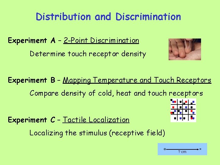 Distribution and Discrimination Experiment A – 2 -Point Discrimination Determine touch receptor density Experiment
