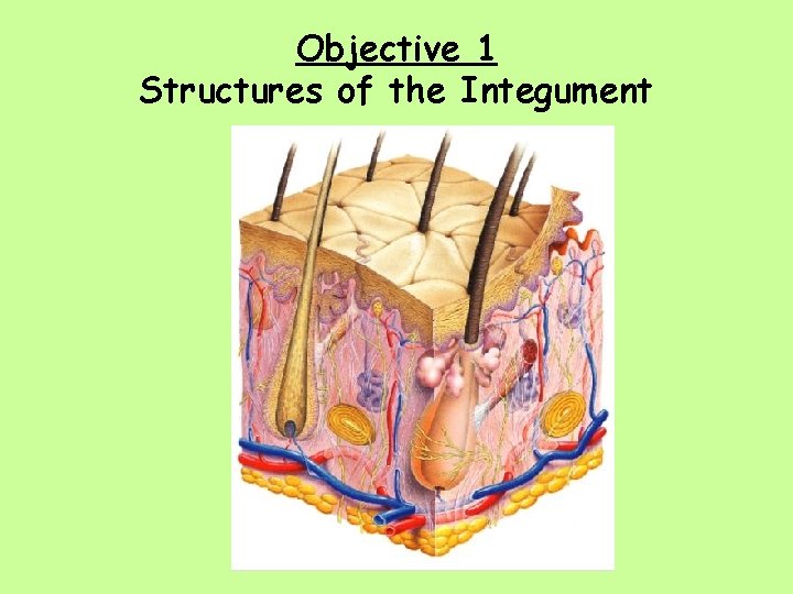 Objective 1 Structures of the Integument 
