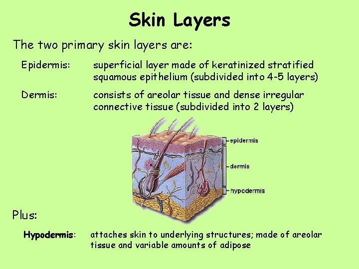Skin Layers The two primary skin layers are: Epidermis: superficial layer made of keratinized
