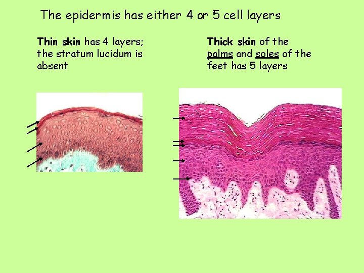 The epidermis has either 4 or 5 cell layers Thin skin has 4 layers;
