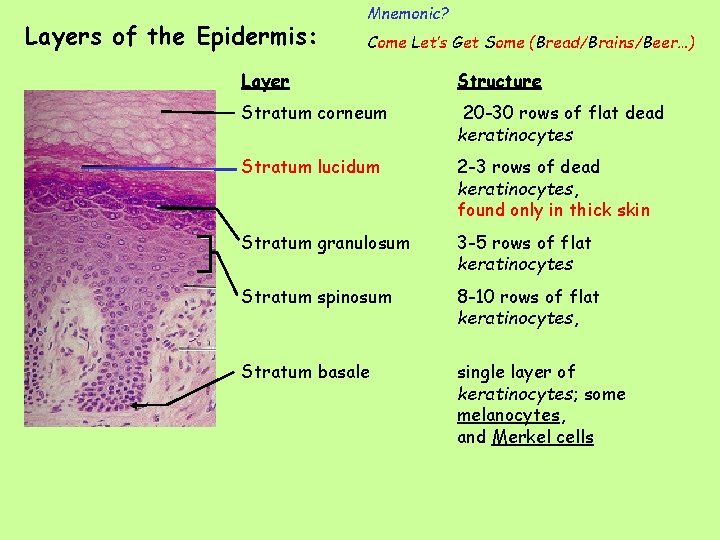 Layers of the Epidermis: Mnemonic? Come Let’s Get Some (Bread/Brains/Beer…) Layer Structure Stratum corneum