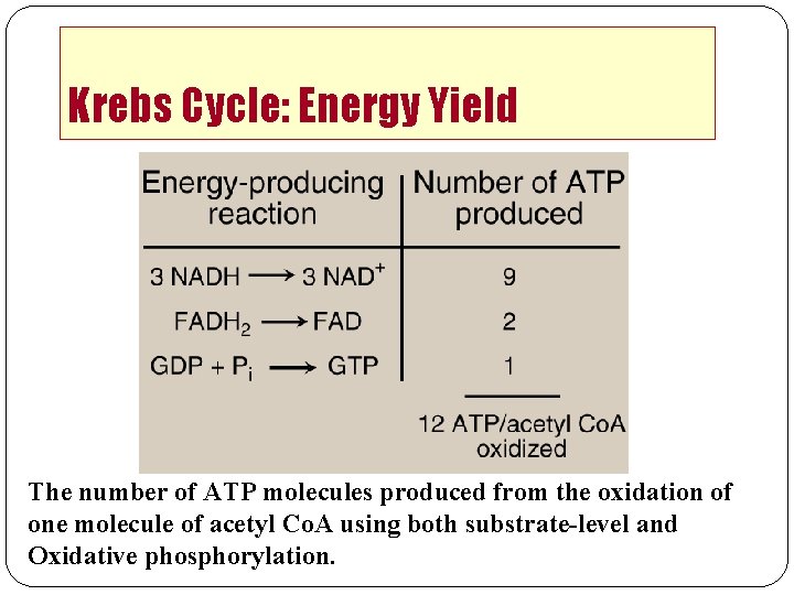 Krebs Cycle: Energy Yield The number of ATP molecules produced from the oxidation of