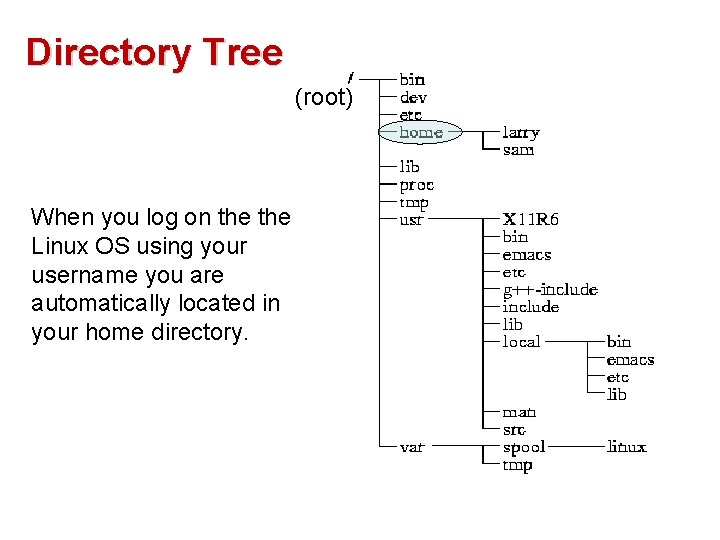 Directory Tree (root) When you log on the Linux OS using your username you