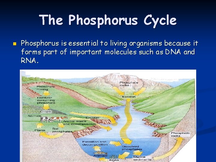 The Phosphorus Cycle n Phosphorus is essential to living organisms because it forms part