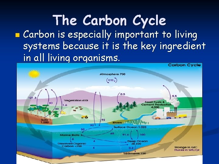 The Carbon Cycle n Carbon is especially important to living systems because it is