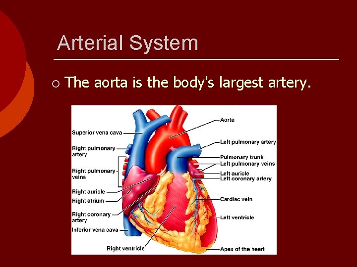 Arterial System ¡ The aorta is the body's largest artery. 