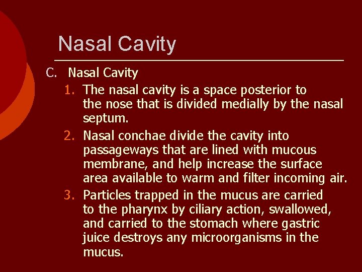 Nasal Cavity C. Nasal Cavity 1. The nasal cavity is a space posterior to