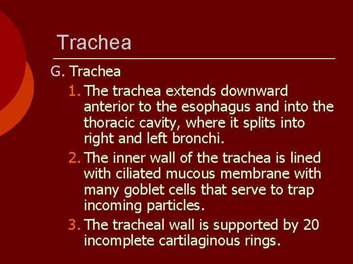 Trachea G. Trachea 1. The trachea extends downward anterior to the esophagus and into