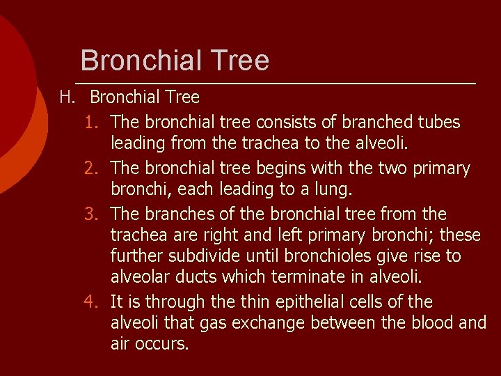 Bronchial Tree H. Bronchial Tree 1. The bronchial tree consists of branched tubes leading