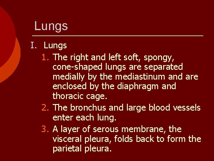 Lungs I. Lungs 1. The right and left soft, spongy, cone-shaped lungs are separated