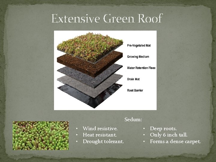 Extensive Green Roof Sedum: • Wind resistive. • Heat resistant. • Drought tolerant. •