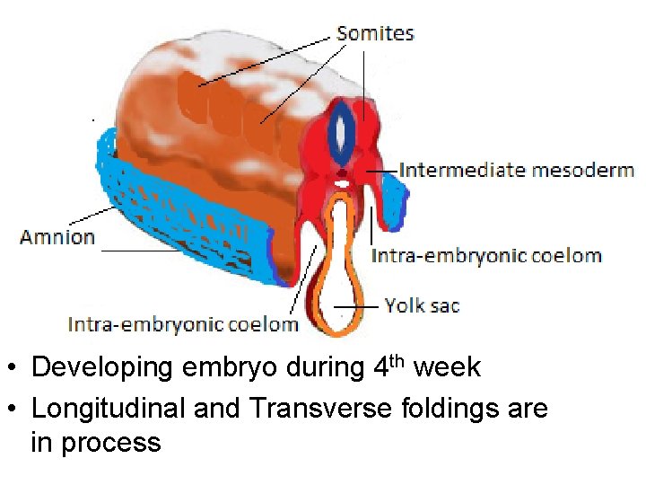  • Developing embryo during 4 th week • Longitudinal and Transverse foldings are