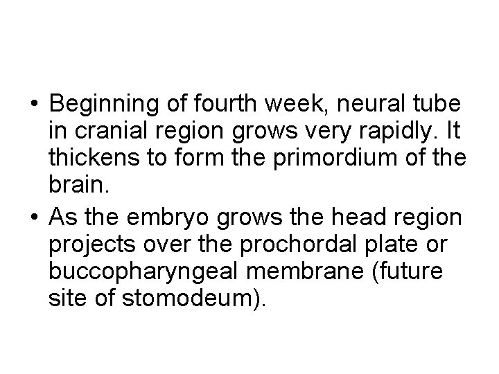  • Beginning of fourth week, neural tube in cranial region grows very rapidly.