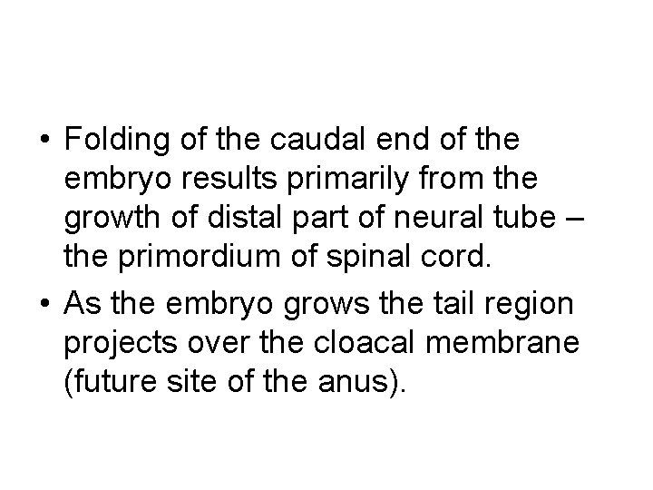  • Folding of the caudal end of the embryo results primarily from the