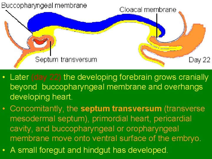  • Later (day 22) the developing forebrain grows cranially beyond buccopharyngeal membrane and