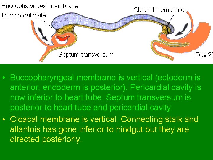  • Buccopharyngeal membrane is vertical (ectoderm is anterior, endoderm is posterior). Pericardial cavity