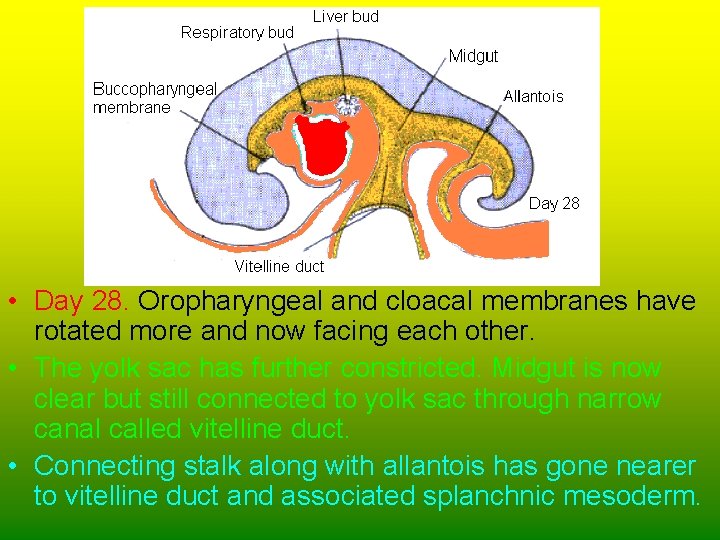  • Day 28. Oropharyngeal and cloacal membranes have rotated more and now facing