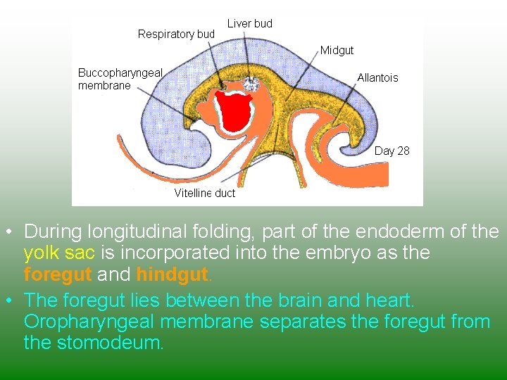  • During longitudinal folding, part of the endoderm of the yolk sac is