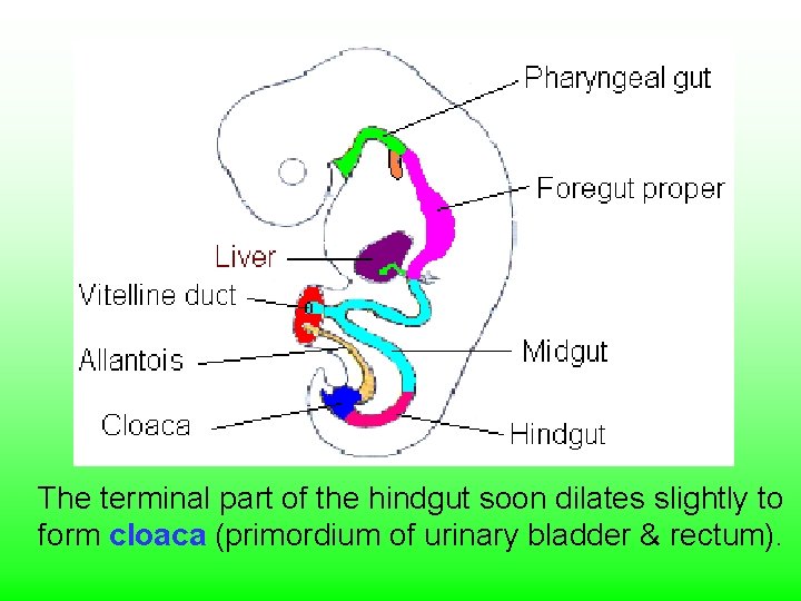 The terminal part of the hindgut soon dilates slightly to form cloaca (primordium of