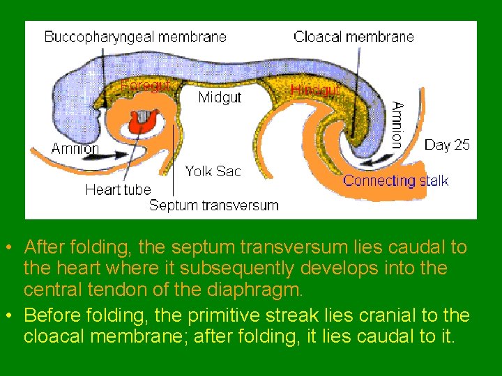  • After folding, the septum transversum lies caudal to the heart where it