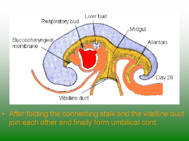  • After folding the connecting stalk and the vitelline duct join each other