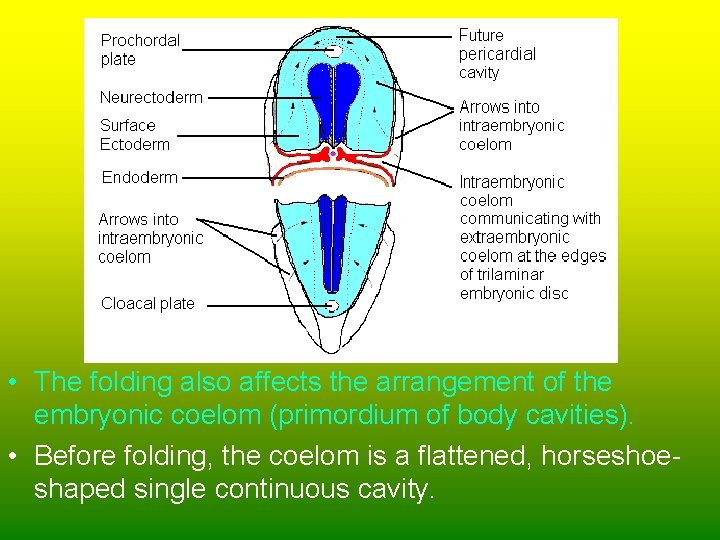  • The folding also affects the arrangement of the embryonic coelom (primordium of