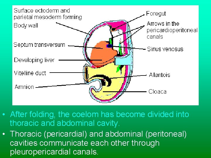  • After folding, the coelom has become divided into thoracic and abdominal cavity.