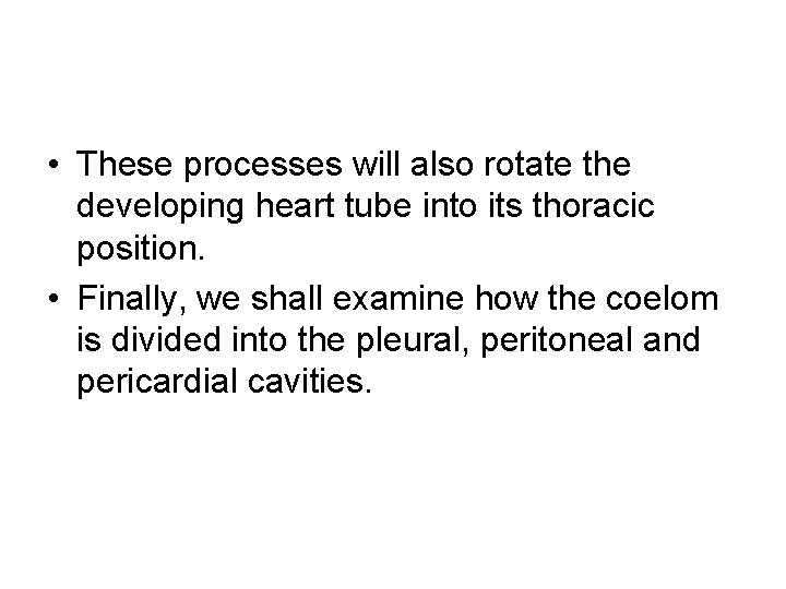  • These processes will also rotate the developing heart tube into its thoracic