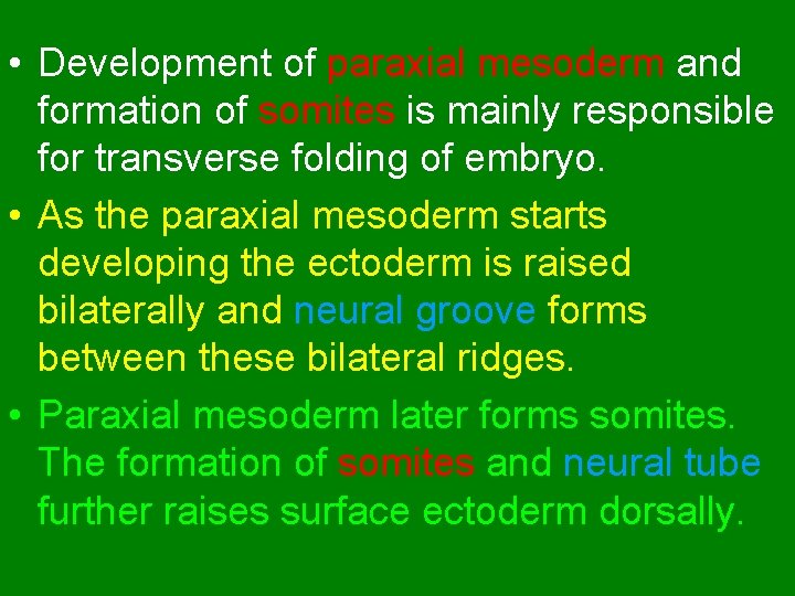  • Development of paraxial mesoderm and formation of somites is mainly responsible for