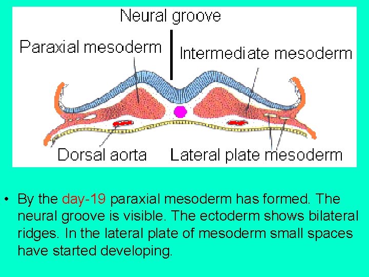  • By the day-19 paraxial mesoderm has formed. The neural groove is visible.