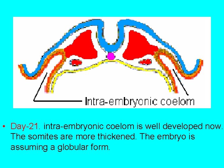  • Day-21. intra-embryonic coelom is well developed now. The somites are more thickened.