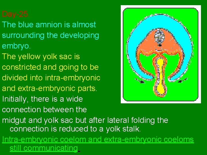 Day-25. The blue amnion is almost surrounding the developing embryo. The yellow yolk sac