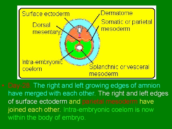  • Day-28. The right and left growing edges of amnion have merged with