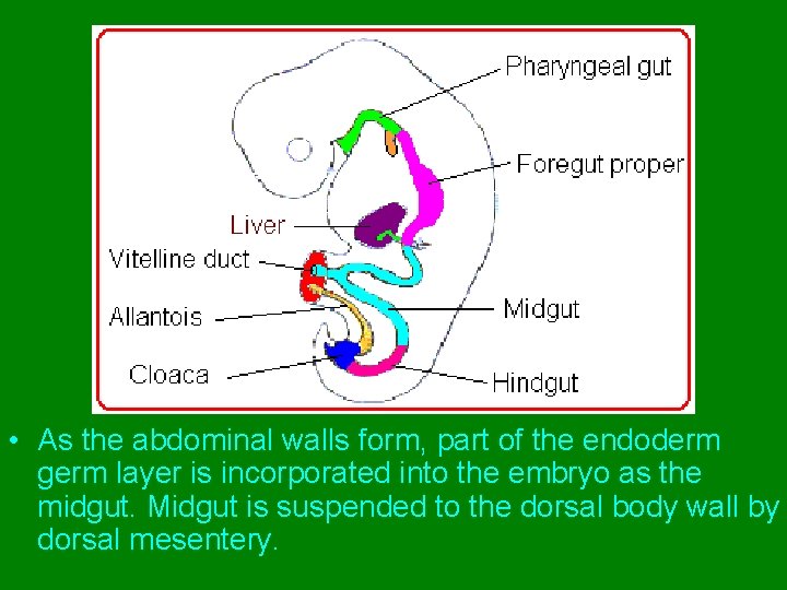  • As the abdominal walls form, part of the endoderm germ layer is